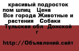 красивый подросток пом шпиц › Цена ­ 30 000 - Все города Животные и растения » Собаки   . Тульская обл.,Донской г.